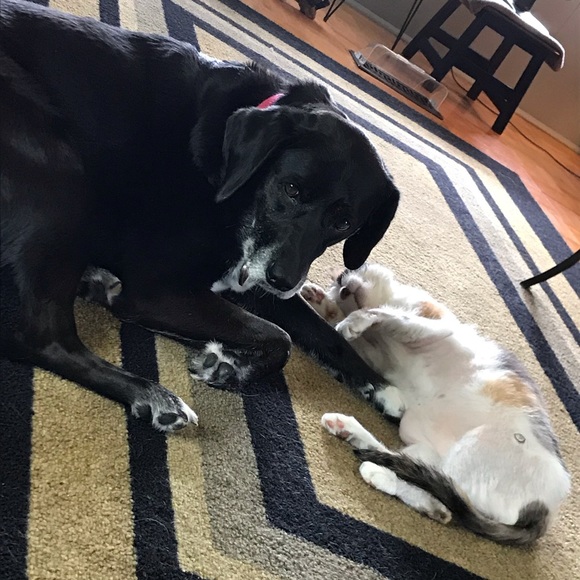 Meet your Posher, Tracy - Picture 8 of 12